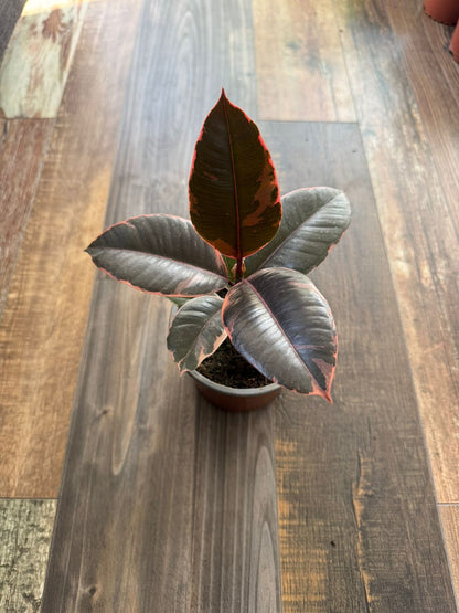 🌿 Gomero Ruby