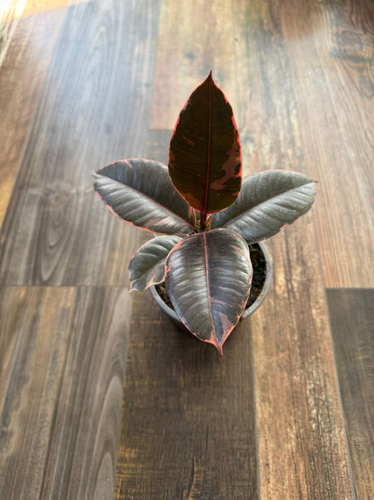 🌿 Gomero Ruby