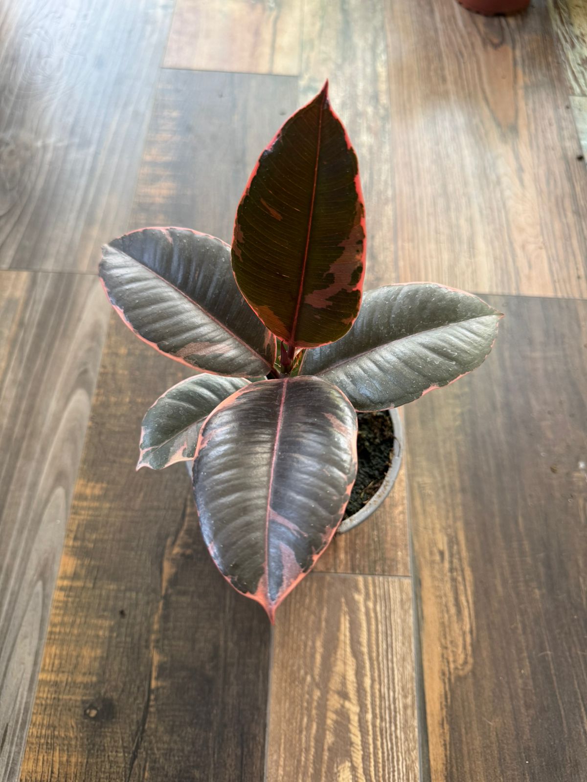 🌿 Gomero Ruby
