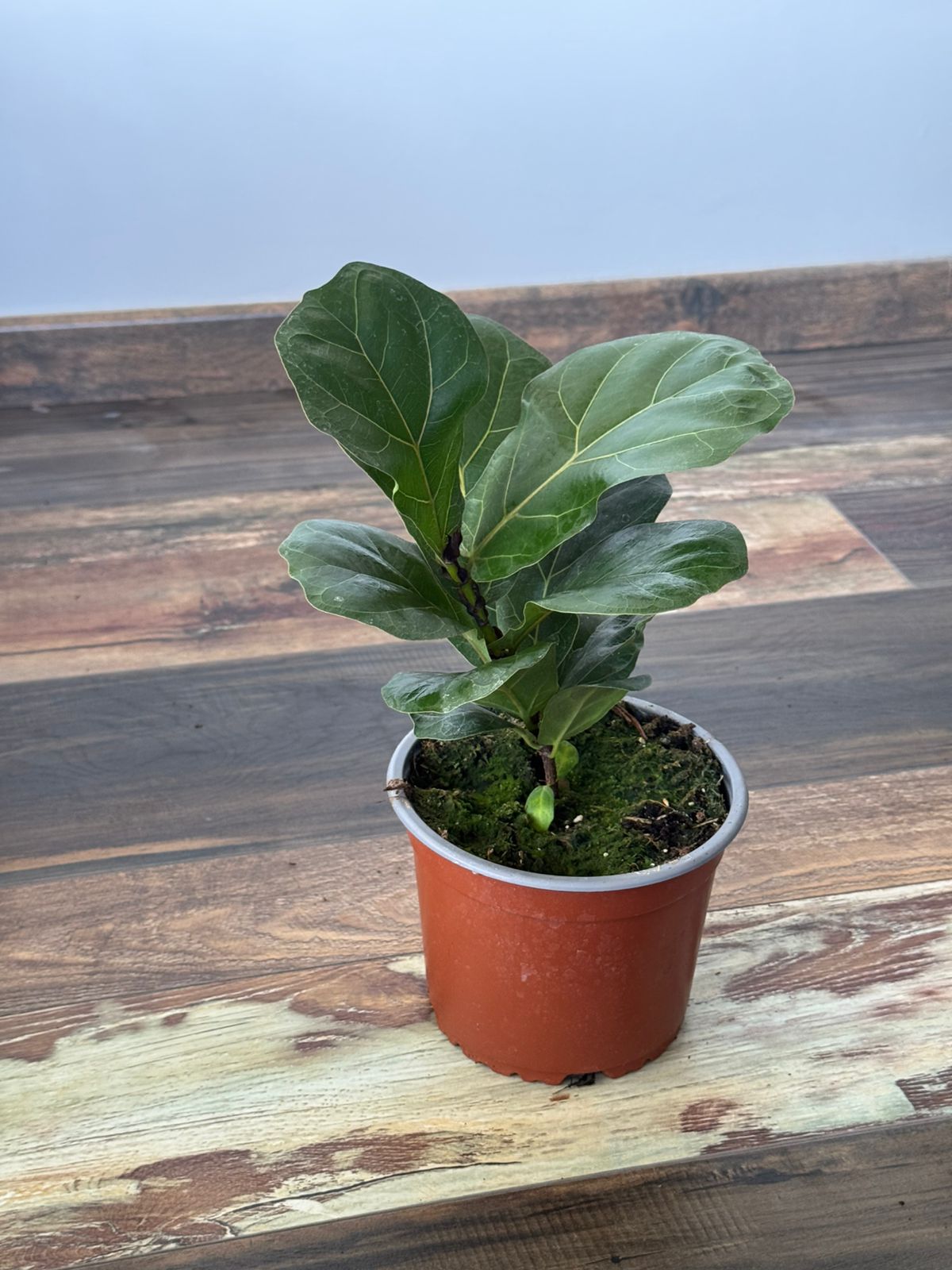 🌿 Ficus Lyrata Bambino