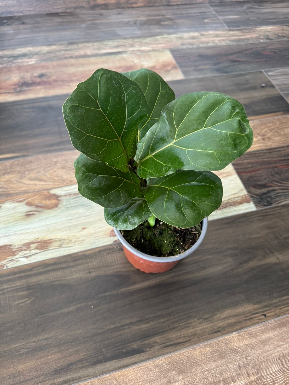 🌿 Ficus Lyrata Bambino