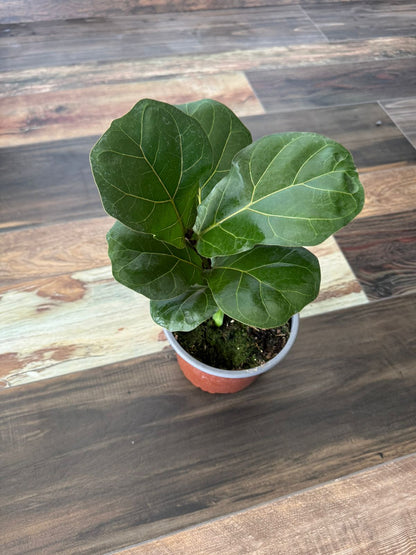 🌿 Ficus Lyrata Bambino