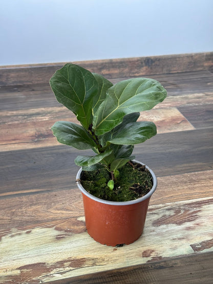 🌿 Ficus Lyrata Bambino