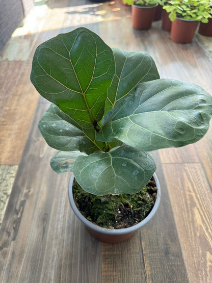 🌿 Ficus Lyrata Bambino