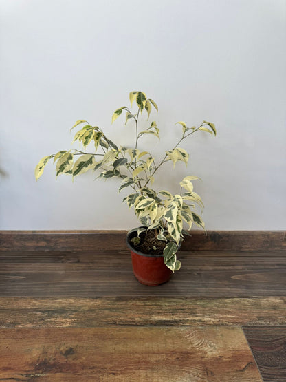 🌿 Ficus Benjamina Hawaii