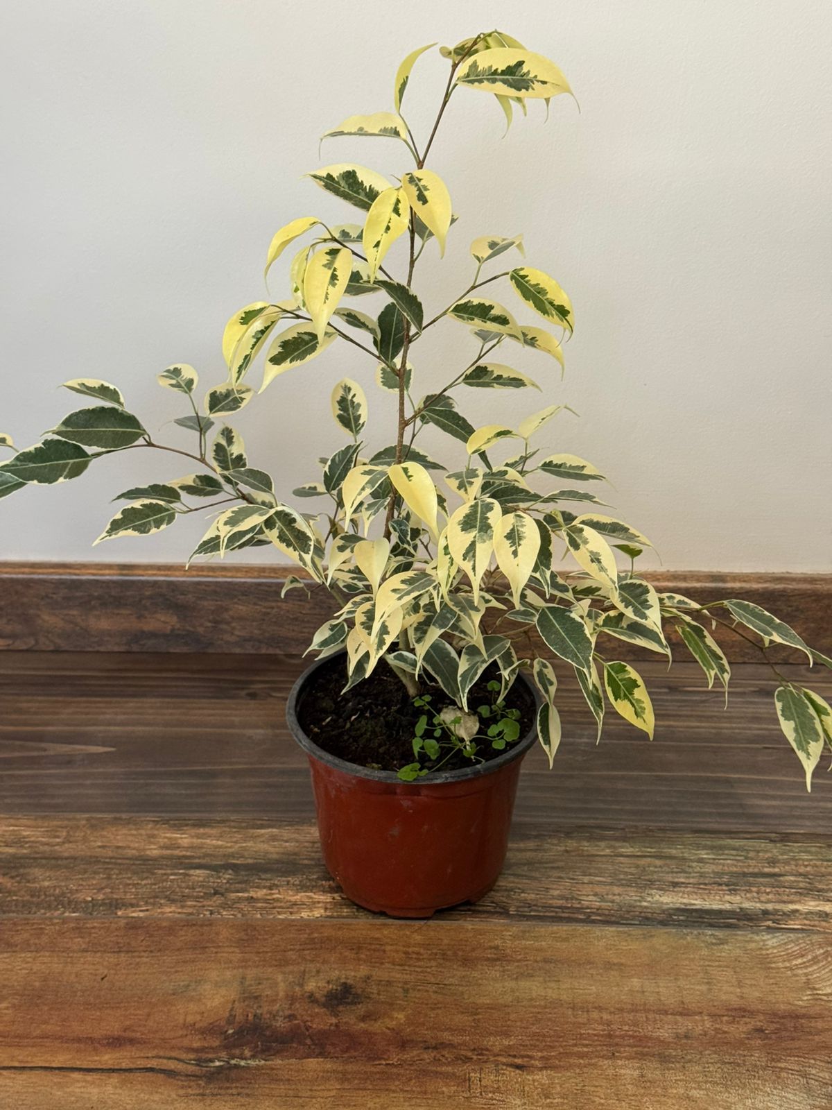 🌿 Ficus Benjamina Hawaii