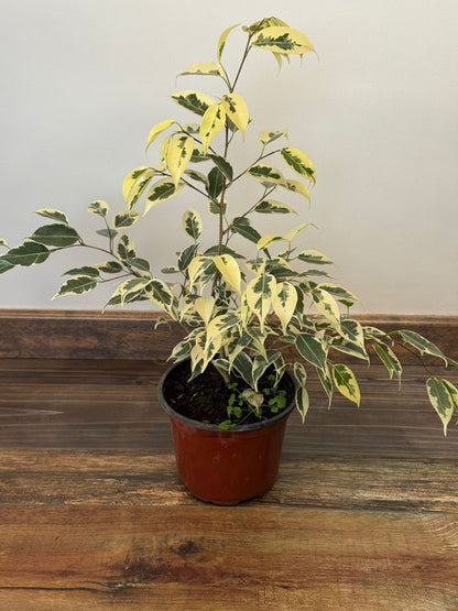 🌿 Ficus Benjamina Hawaii