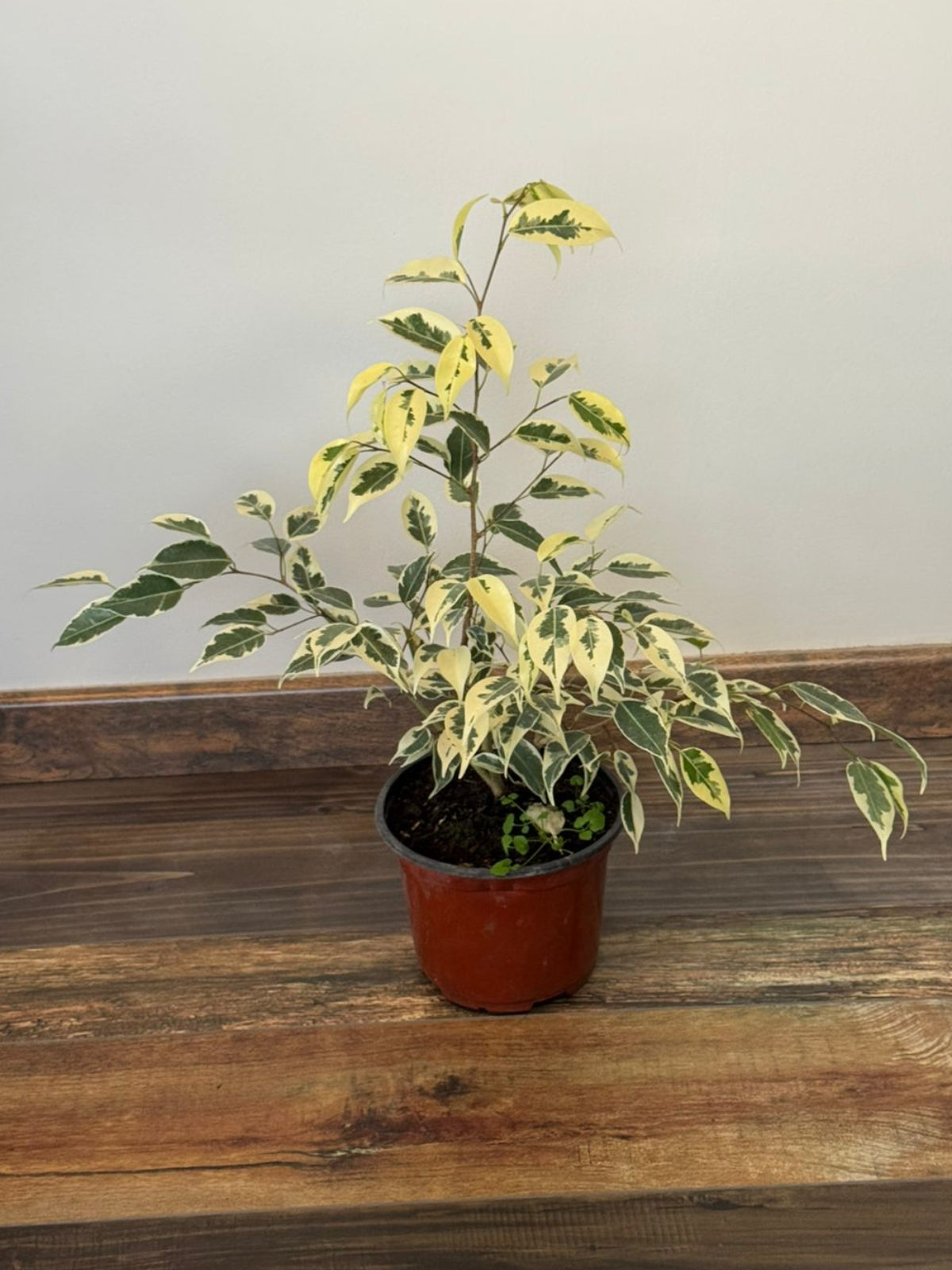 🌿 Ficus Benjamina Hawaii