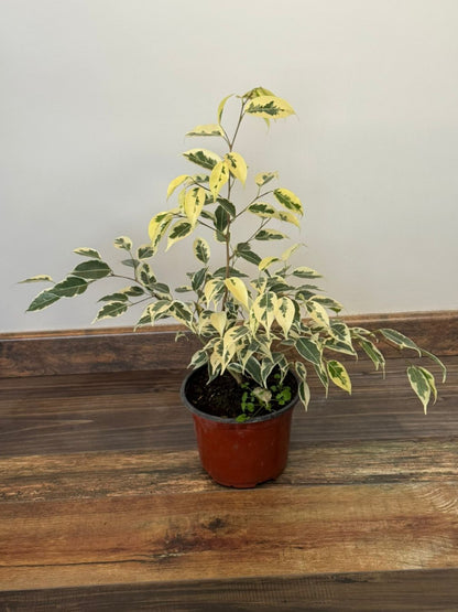 🌿 Ficus Benjamina Hawaii