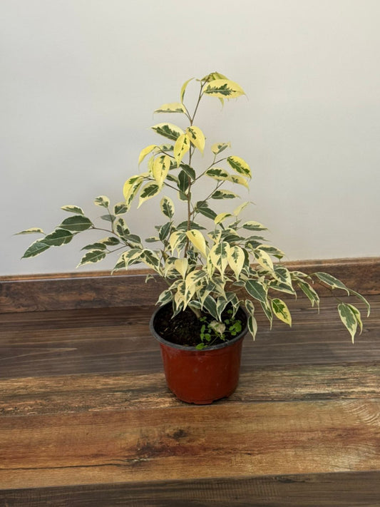 🌿 Ficus Benjamina Hawaii