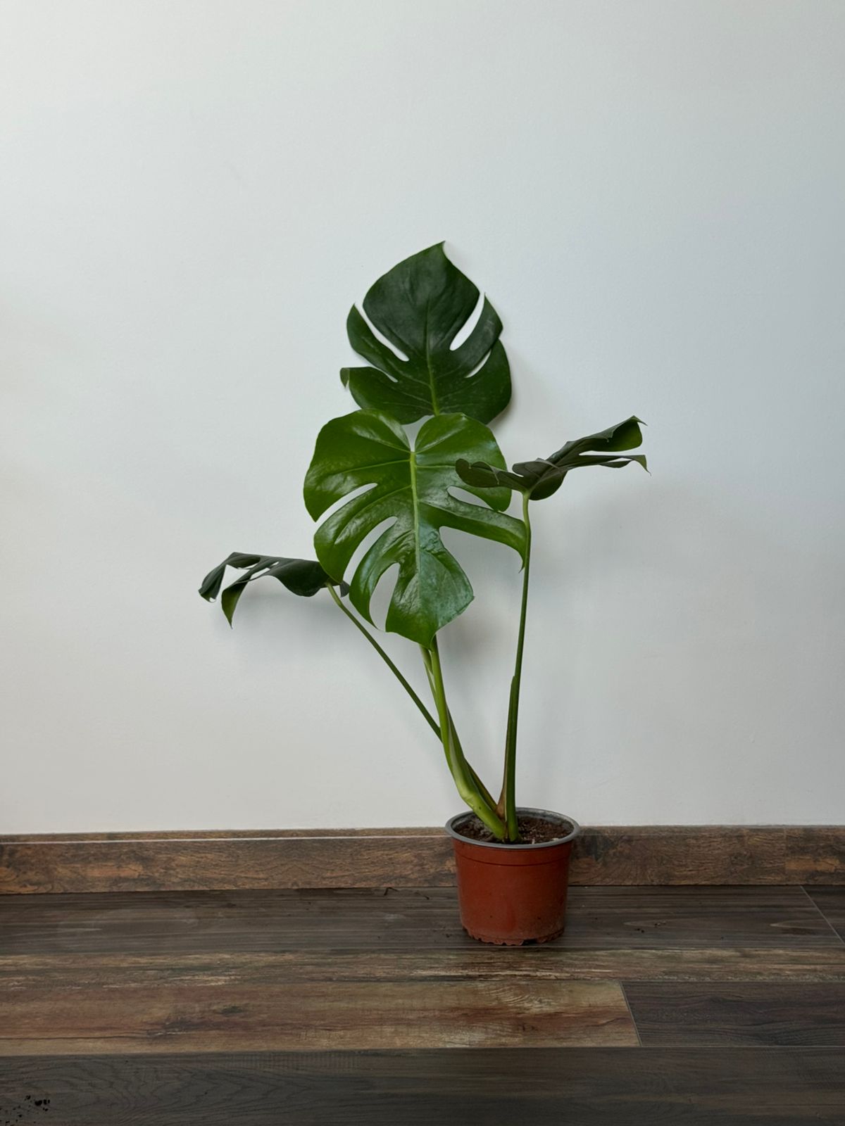 🌿 Philodendro Monstera Deliciosa