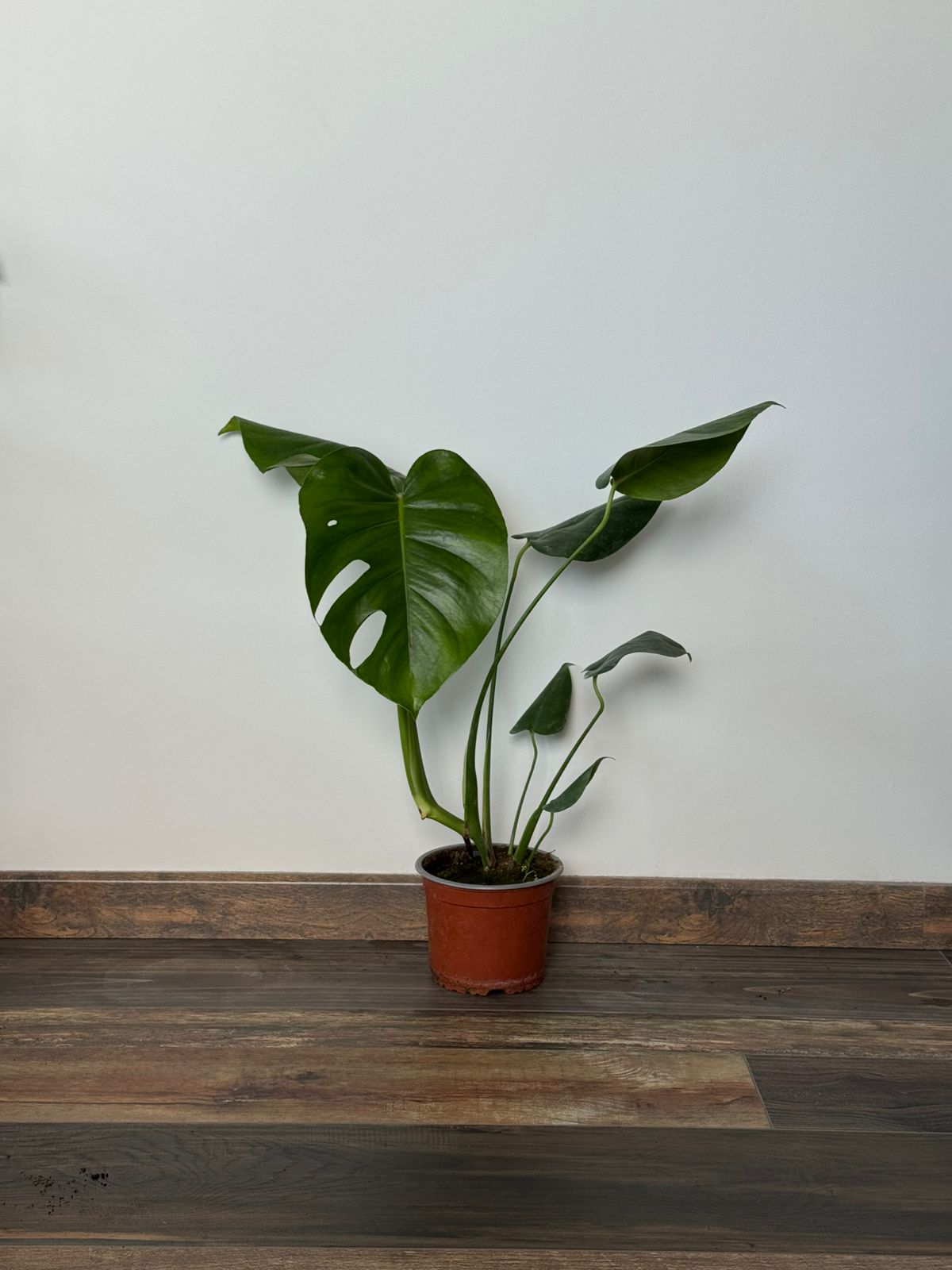 🌿 Philodendro Monstera Deliciosa
