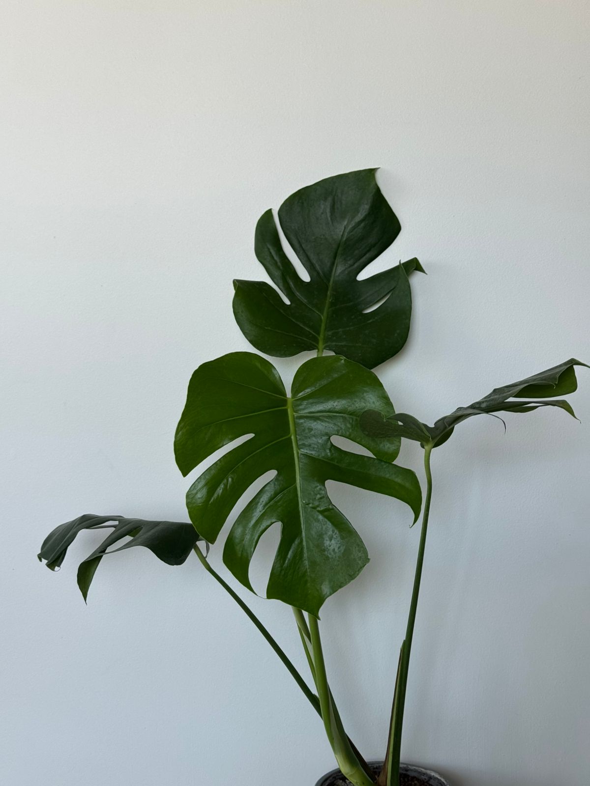 🌿 Philodendro Monstera Deliciosa