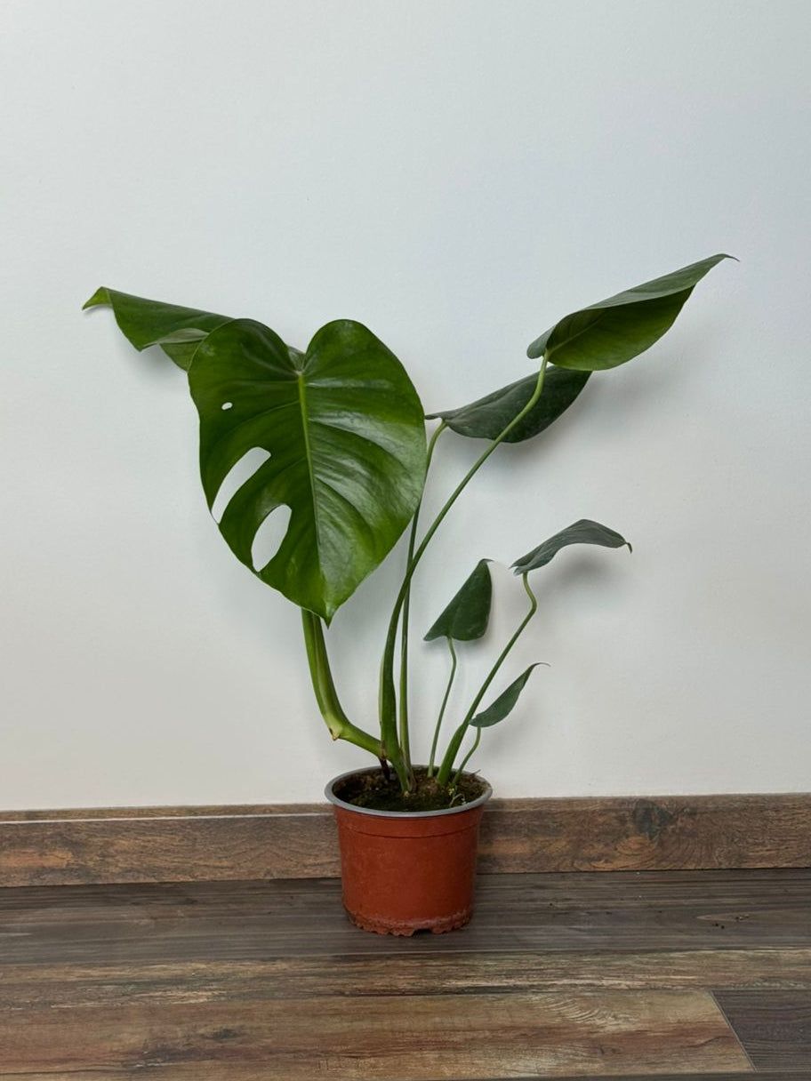 🌿 Philodendro Monstera Deliciosa