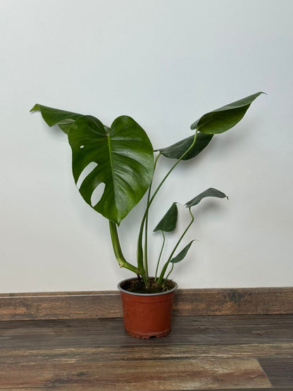 🌿 Philodendro Monstera Deliciosa