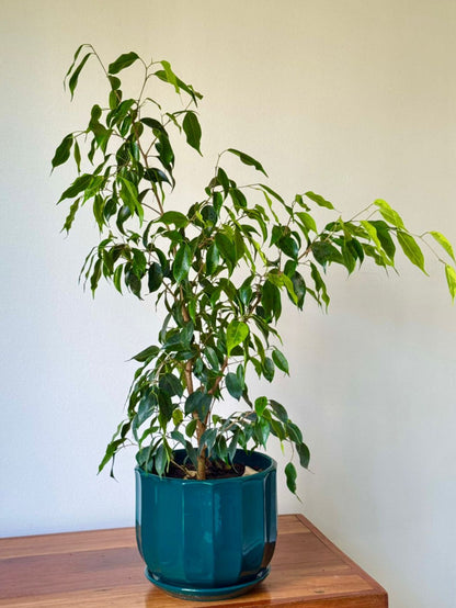 🌿 Ficus Benjamina - Macetero color verde esmeralda brillante 80 cm