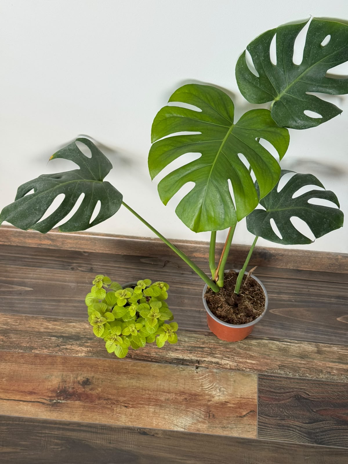 Pack 3 Interior Monstera  Deliciosa Dólar Variegado  Syngonium Plateado