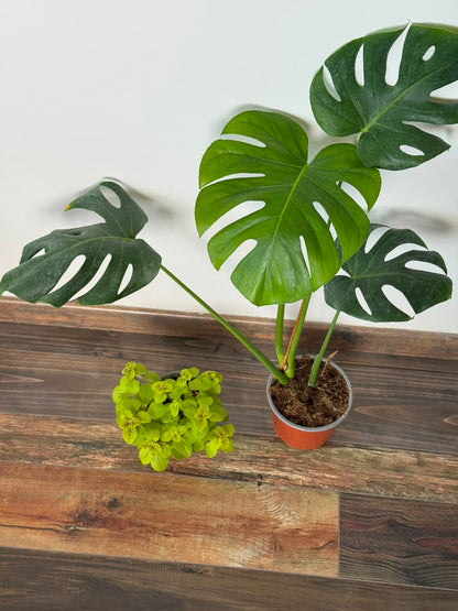 Pack 3 Interior Monstera  Deliciosa Dólar Variegado  Syngonium Plateado