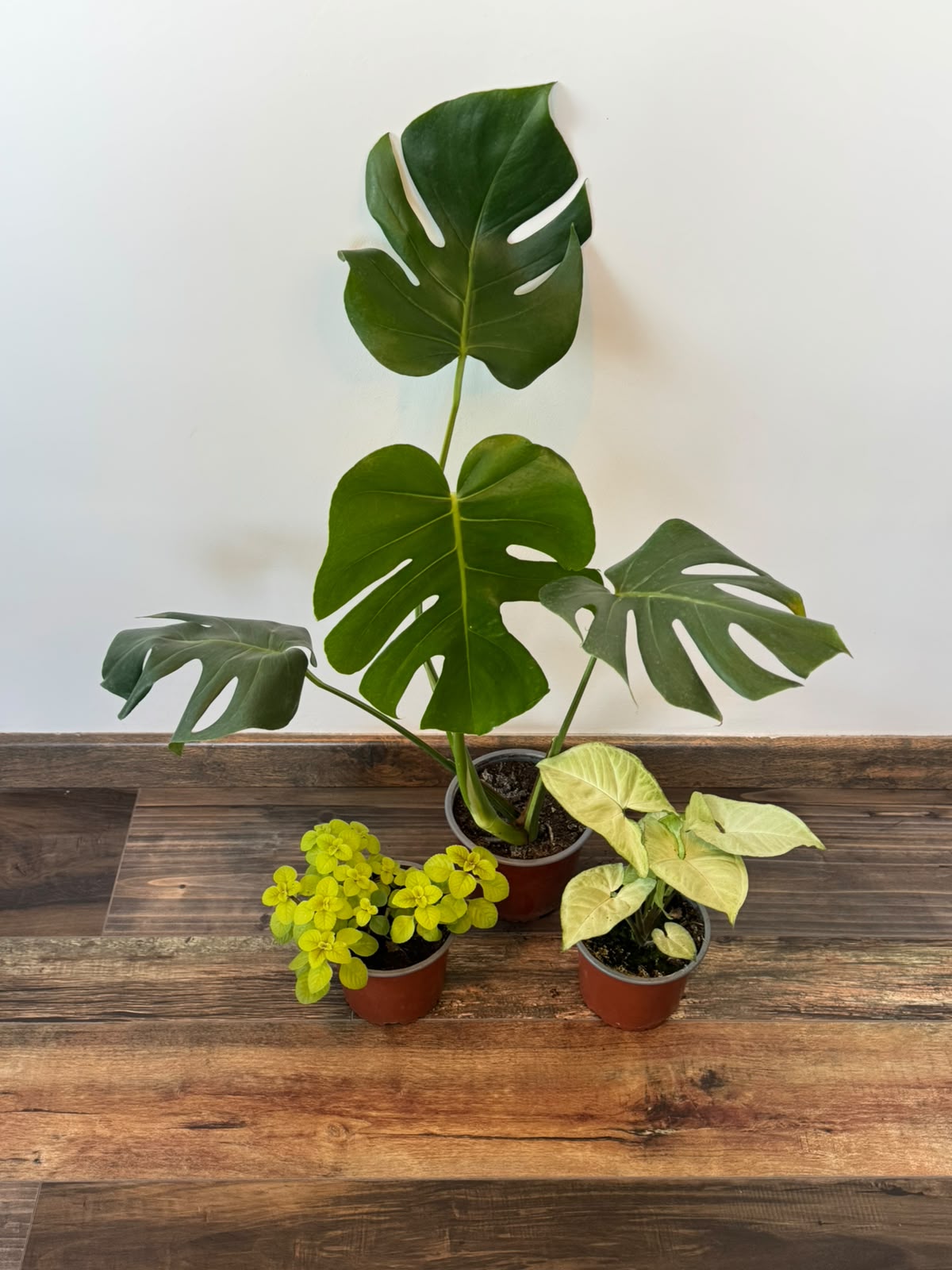 Pack 3 Interior Monstera  Deliciosa Dólar Variegado  Syngonium Plateado