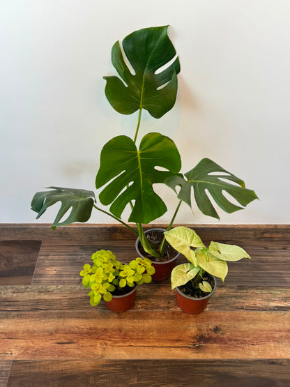 Pack 3 Interior Monstera  Deliciosa Dólar Variegado  Syngonium Plateado