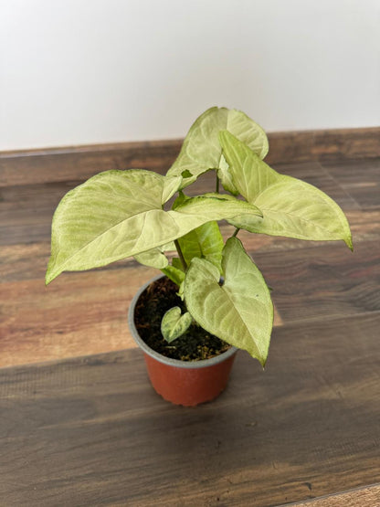 Pack 3 Interior Monstera  Deliciosa Dólar Variegado  Syngonium Plateado